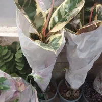 گلخانه گلستان افتتاح شد