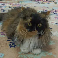 گربه پرشین ماده دارای شناسنامه پزشکی کاملآ دستی|گربه|بندر گناوه, |دیوار