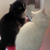 بچه گربه پرشین دال فیس|گربه|محمدشهر, شهرک پیام (مهرالبرز)|دیوار