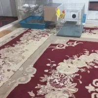 نظافتچی خانم