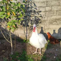 بوقلمون بیوتی|حیوانات مزرعه|کیاشهر, |دیوار