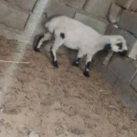 بره ماده دقلو زاه