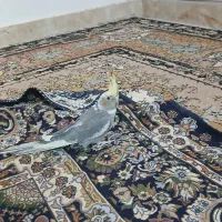 فروش دو عدد عروس هلندی