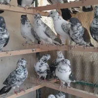 ۵۰ طوق قاره پرشی|پرنده|اسلام‌شهر, شاطره|دیوار