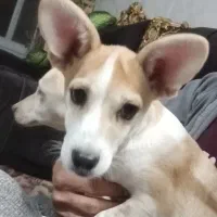 سگ نر شیواوا