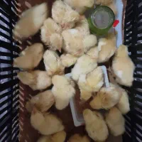 جوجه گوشتی
