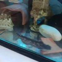 جفت ماهی کت چوبی مولد|ماهی|پرند, فاز ۴|دیوار