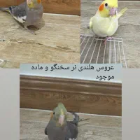 عروس هلندی نر سخنگو و ماده موجود