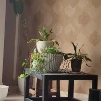 نیازمند-همخونه