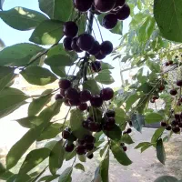 آلبالو مرشون