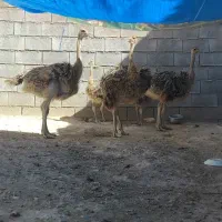 شتر مرغ