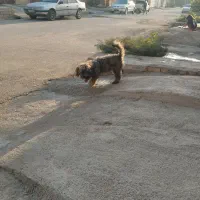 شگ شیتزو|سگ|امیدیه, |دیوار