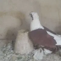 کبوتر|پرنده|تبریز, |دیوار