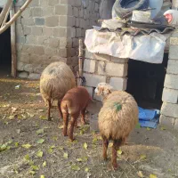 گوسفند بره دار شیشک