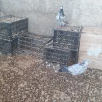 کبوتر گوره ای|پرنده|بوشکان, |دیوار