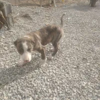 سگ ابلغ ماری افغان نر واگذاری نر رخ سروکله داردرشت