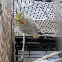 عروس هلندی ماده ابلغ