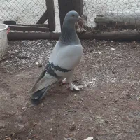 کبوتر ترکیه جفت ایستیرم