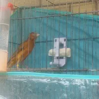 قناری نر دهن زن