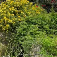 زمین-سند-شاهی-ابعاد-18-times-18-دریاگوشه