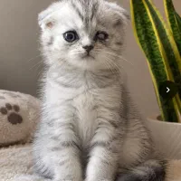 گربه اسکاتیش سیلور