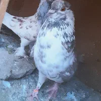 کبوتر ساعت بالا|پرنده|سیرجان, |دیوار