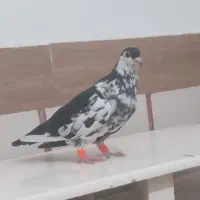 کبوتررنگه نرسیده افسون|پرنده|تربتحیدریه, بالا ولایت|دیوار