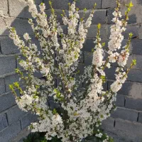 amp-laquo-فروش-باغچه-200-متری-حصارمهتر-amp-raquo