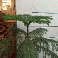 کاج مطلق بلند|گل و گیاه طبیعی|کرمانشاه, |دیوار