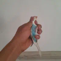 مرغ عشق|پرنده|سیرجان, |دیوار