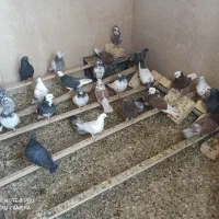 حیون|پرنده|ساروق, |دیوار