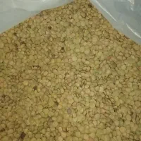 عدس محلی اردبیل