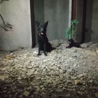 دو عدد سگ ژرمن بلک مادر و توله سه میلیون پانصد