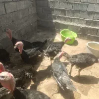 بوغلمون برنزه .جوان وسرحال|حیوانات مزرعه|رضویه, |دیوار