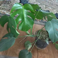 برگ انجیری و موسی درگهواره