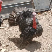 فروش یک عدد بوقلمون نر و دوتا ماده