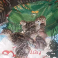 ۷ عدد جوجه بوقلمون  برنز   با  مرغ مادر شون