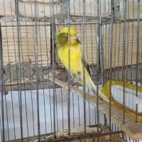 قناری رسمی|پرنده|یزد, |دیوار