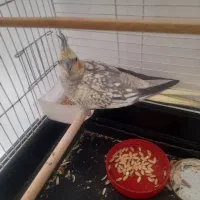 عروس هلندی با قفس