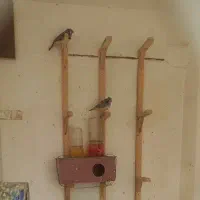 فنچ|پرنده|مشهد, بهمن|دیوار