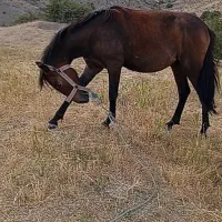 اسب نر جوان معاوضه هم خواهم کرد