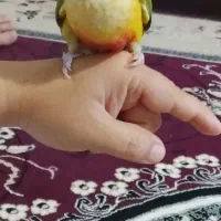 طوطی گرینچیک