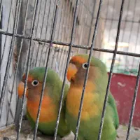 طوطی برزیلی زیبا|پرنده|کرج, اصفهانی‌ها|دیوار