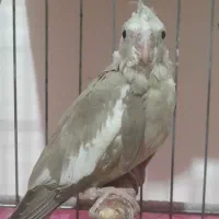 جوجه‌عروس آلبینوونسکافه‌ای(معاوضه)|پرنده|کامیاران, |دیوار