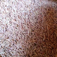 جو درجه یک ابی شهبد