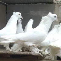 کبوتر ان پرشی