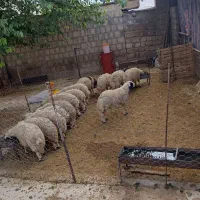 بره