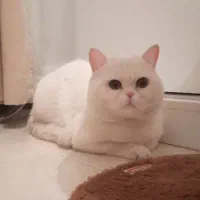 گربه اسکاتیش بریتیش نر عقیم نشده