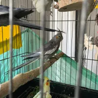 عروس هلندی سینامون