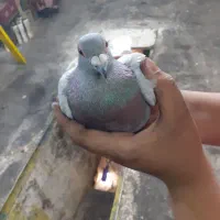 ۶تاکفتر به علت نبودن جامی فروشم|پرنده|اسلامشهر, شهرک محمدیه|دیوار